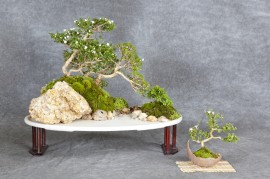 Ressources - Société de bonsaï et de penjing de Montréal
