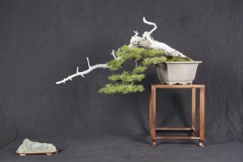 Cercles d'études - Société de bonsaï et de penjing de Montréal
