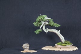 bonsai