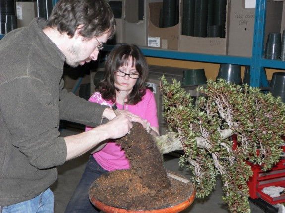 Rempotage - Société de bonsaï et de penjing de Montréal