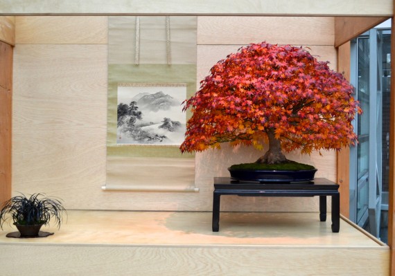 Érable palmatum - adhésion pour devenir membre de la SBPM érable aux couleurs automnales - adhésion pour devenir membre de la Société de bonsaï et de penjing de Montréal