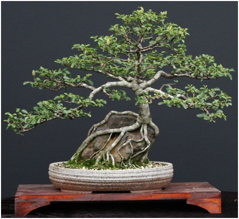 Grewia occidentalis