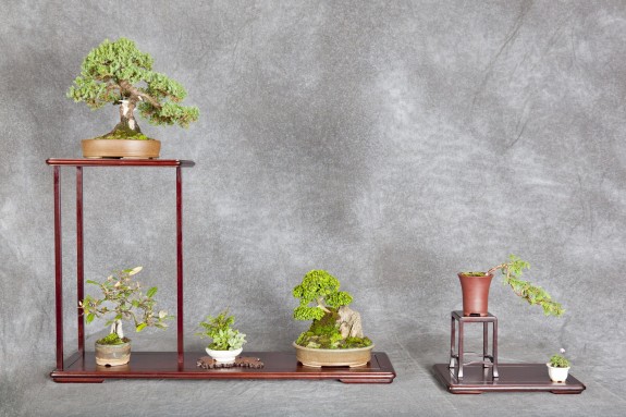 À propos de la Société de bonsaï et de penjing de Montréal, un organisme à but non lucratif dédié à la promotion de l’art du bonsaï. À propos de la Société de bonsaï et de penjing de Montréal, un organisme à but non lucratif dédié à la promotion de l’art du bonsaï.