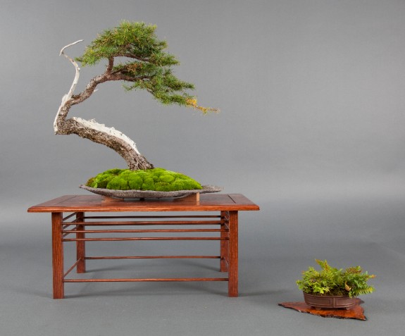 Cercles d'études - Mélèze - Société de bonsaï et de penjing de Montréal