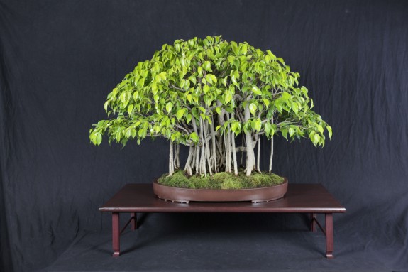 Conseil - Société de bonsaï et de penjing de Montréal