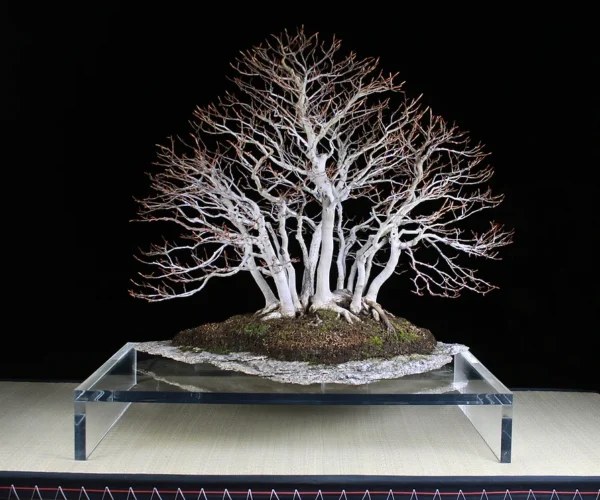 Japanese Beech Forest - Sergio Cuan